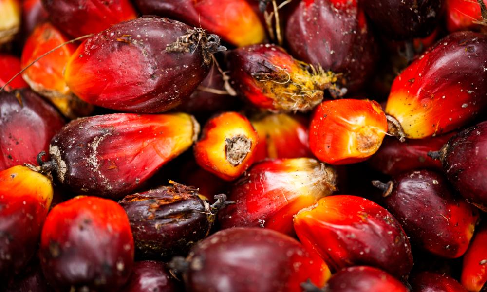 The Hidden Dangers of Palm Oil