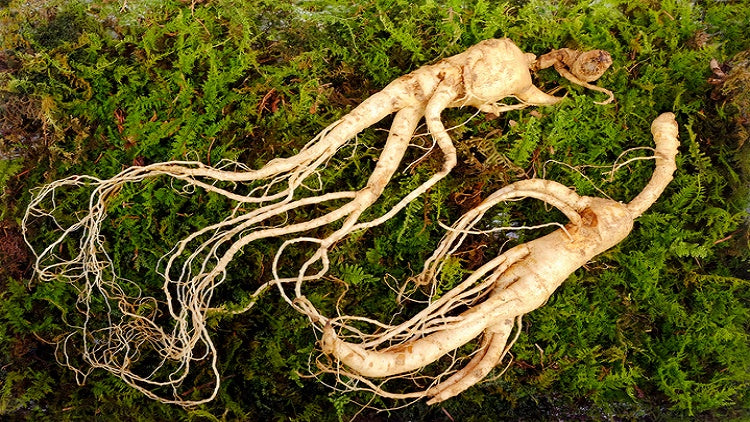 American Ginseng has been shown to balance hormone levels naturally 