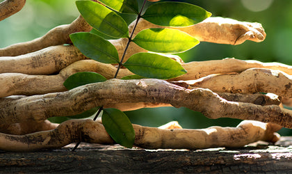 Tongkatali An herb grown in South East Asia that has been shown to cause a significant increase in total and free testosterone