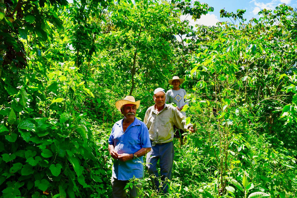 One of the farms in Mexico where Seek® Organic mold free coffee beans come from