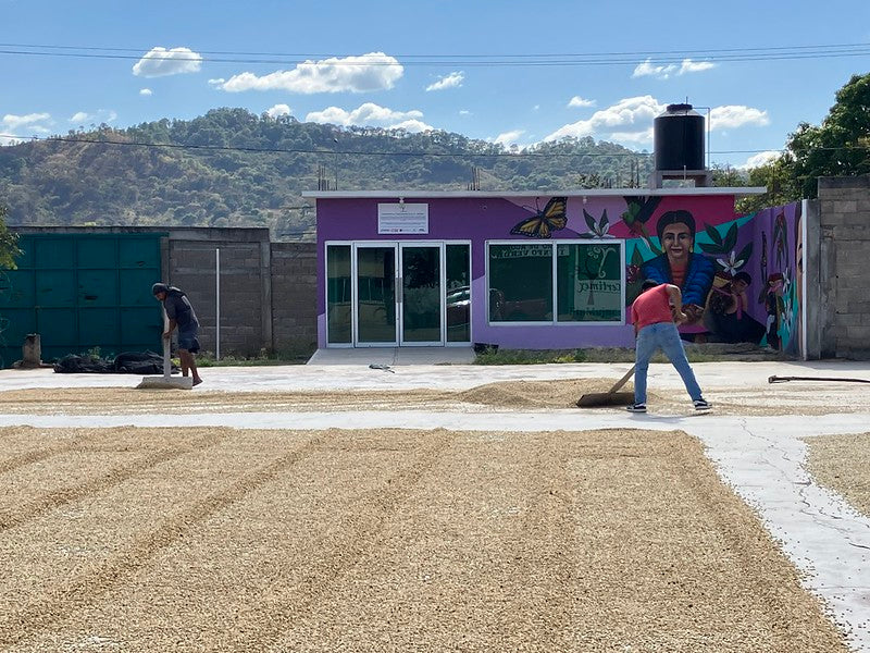 Seek® organic mold free coffee beans going through a sun drying process called "natural process."