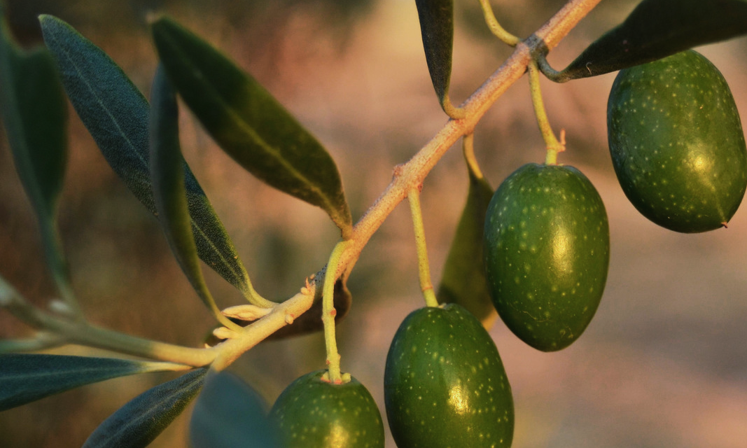 Olive Leaf used to support cardiovascular health, a critical portion of men’s overall wellbeing