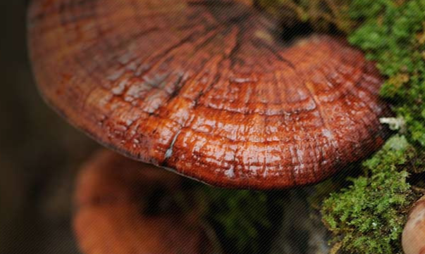 Reishi a mushroom shown to regulate the body’s testosterone levels naturally and reduce stress