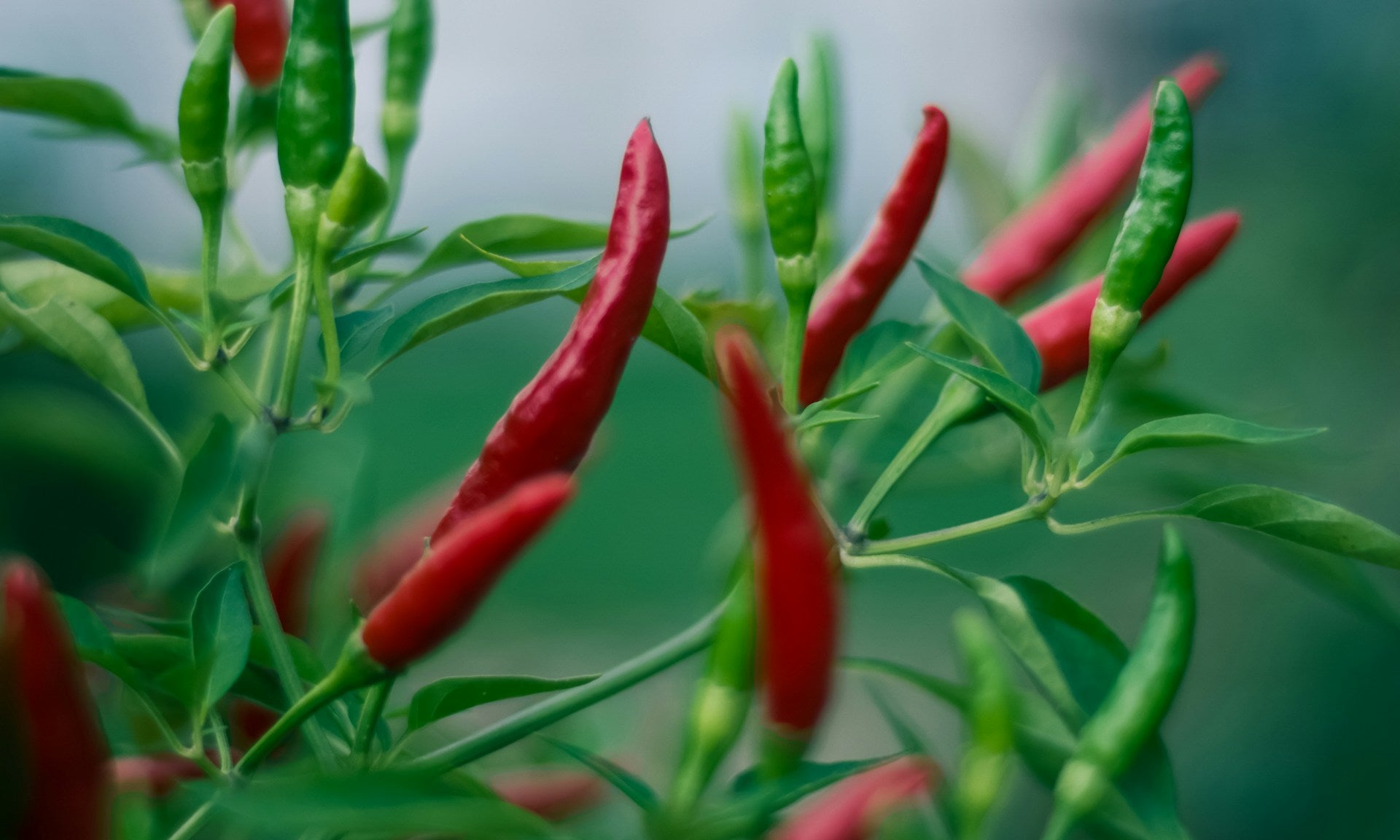 Cayenne A pepper containing capsaicin, shown to improve blood circulation, enhance metabolism and promote weight loss which leads to boosting testosterone 